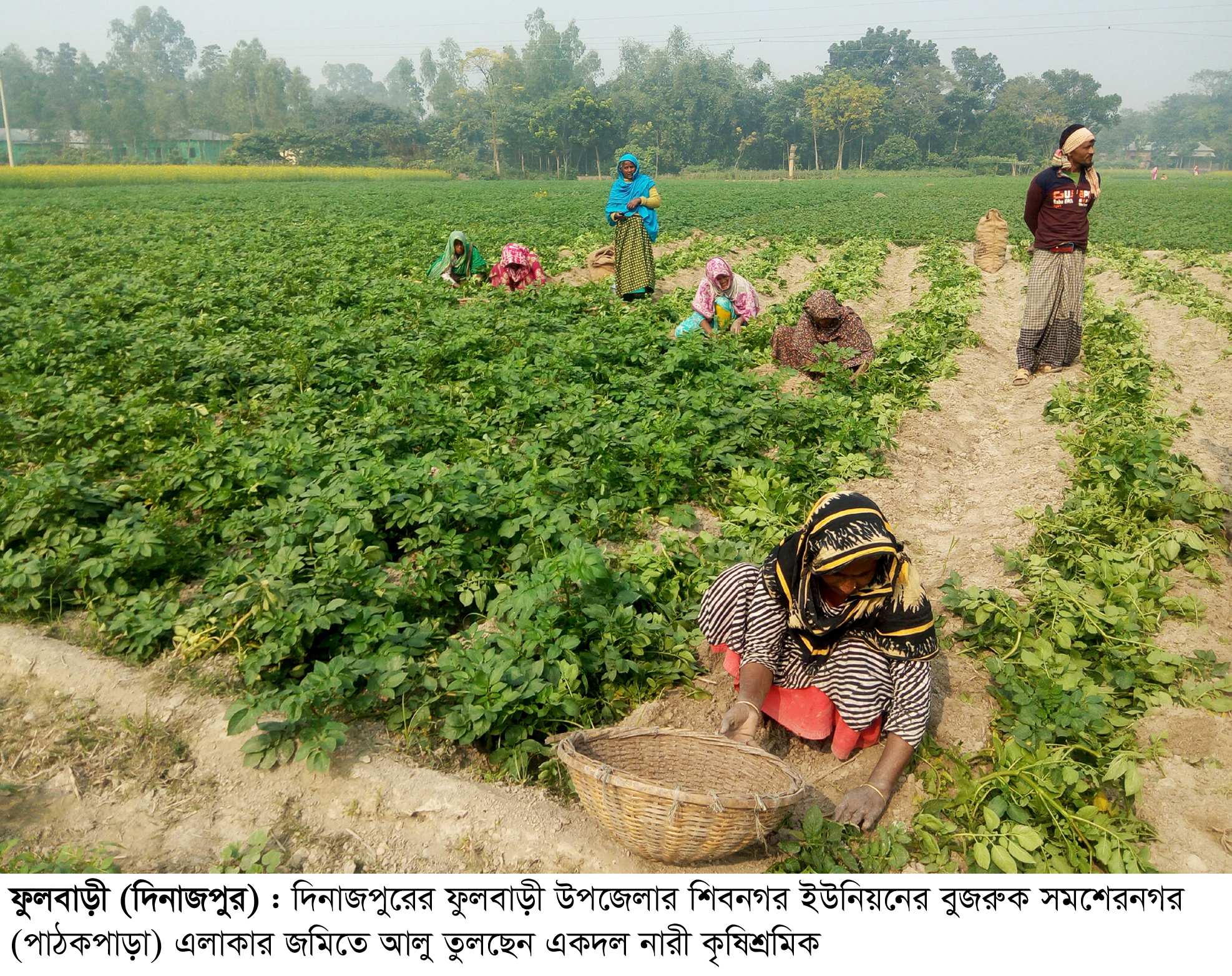 আলুর দাম ভালো পাওয়ায় ক্ষেতেই বিক্রি করছেন ফুলবাড়ীর কৃষক